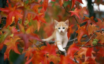 動物 Painting - 秋の猫の写真